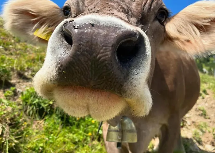 Semesterbostad Haus Lechtal *