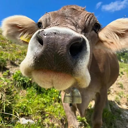 Ferienhaus Haus Lechtal *